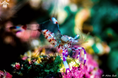 A Ancylomenes sarasvati | Commensal Shrimp 