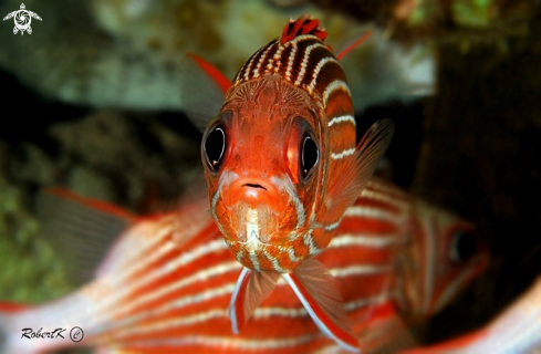 A Redcoat squirrelfish
