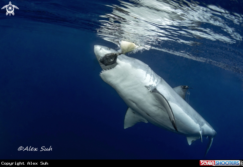 Great White Shark vs. Chum