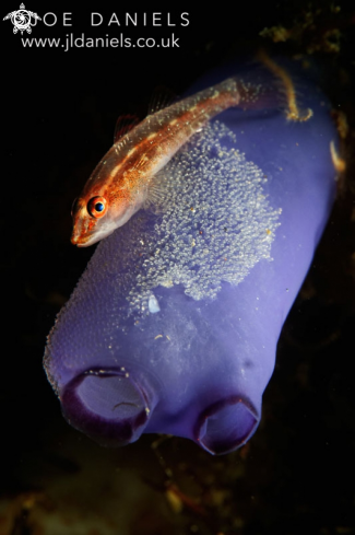 A Common Ghost Goby