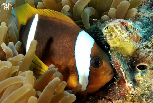 A Clownfish and its eggs