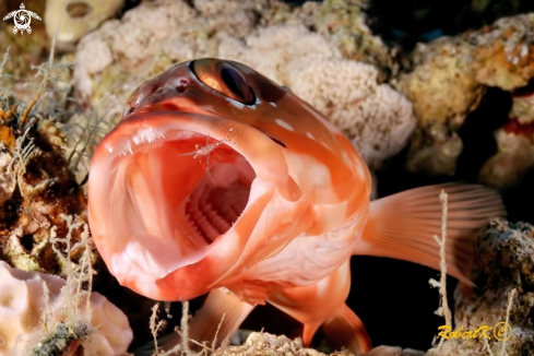 A Grouper & cleaning shrimp
