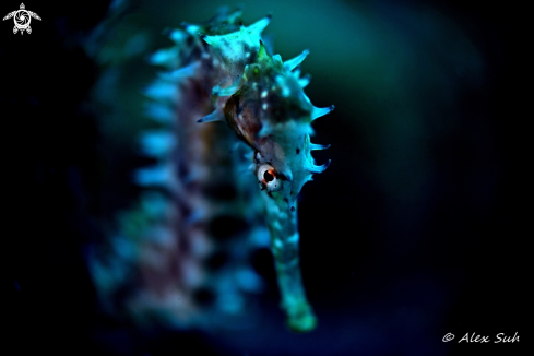 A Hippocampus | Seahorse 