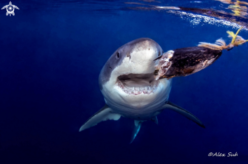 A Carcharodon carcharias | Great White Shark 