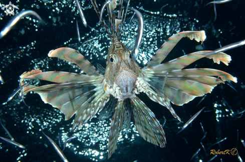 A Lionfish