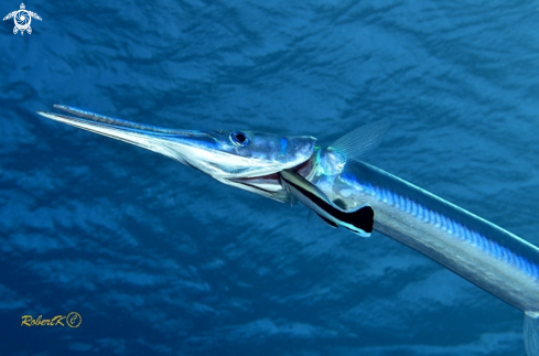 A spearfish