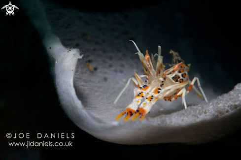 A Phyllognathia ceratophthalmus | Tiger Shrimp