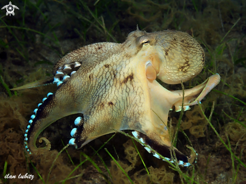 A Octopus