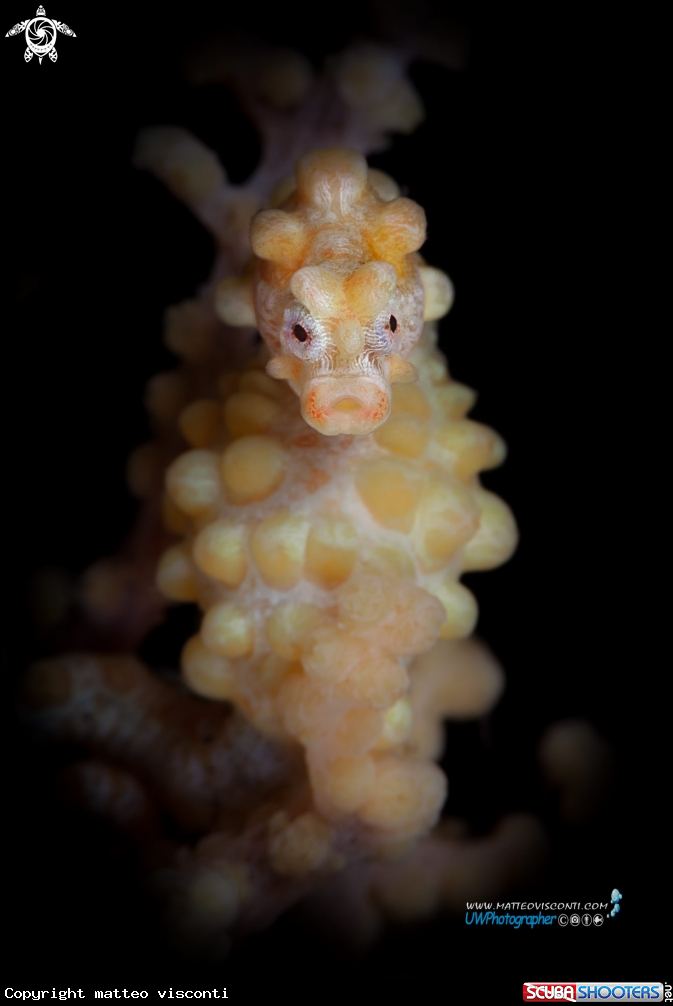 mommy seahorse