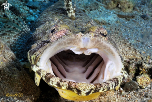 A crocodile fish