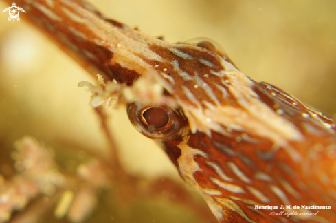 A Syngnathus acus | Sea horse famuly.. ????