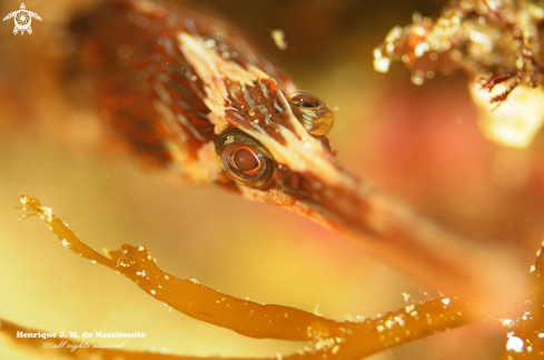 A Syngnathus acus | Sea horse famuly.. ????