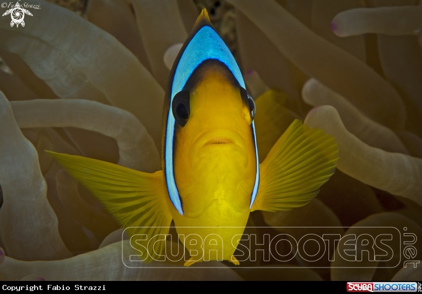 A Anemone clownfish