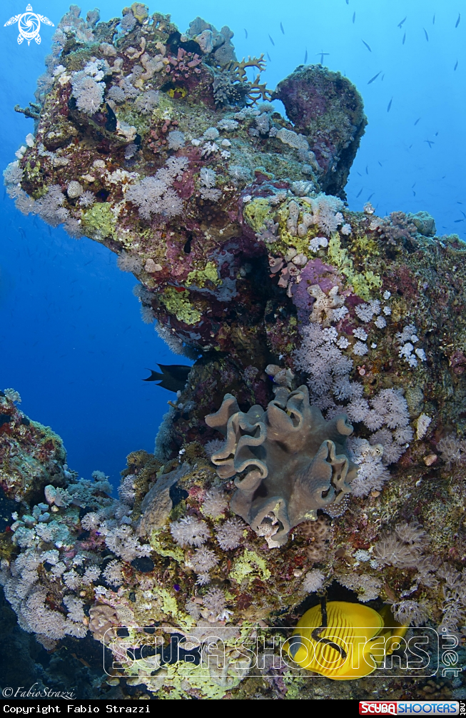 Reef 