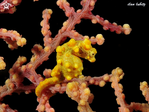 A pygmy seahorse