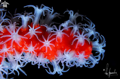 A Corallium rubrum | Corallo