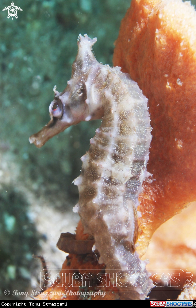 White's seahorse