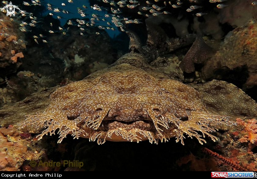 Eye to eye with a wobbegong - The flounder of the sharks