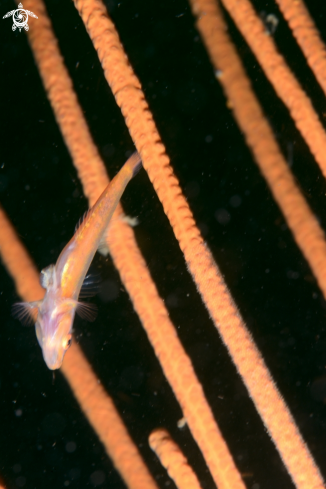 A Bryaninops yongei (Davis & Cohen, 1969) | Whip coral goby