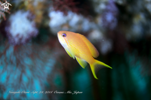 A Pseudanthias squamipinnis（Peters, 185） | Sea goldie (female)