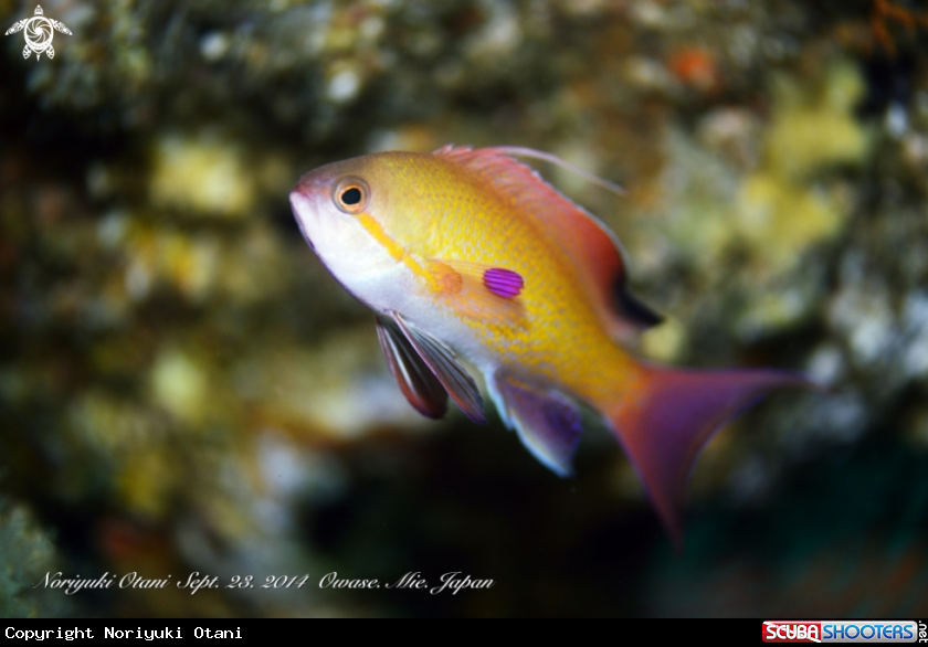 Sea goldie (male)