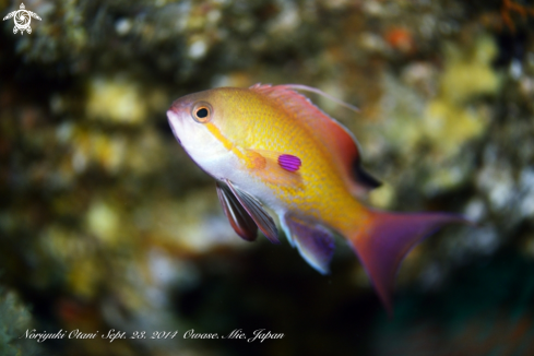 A Pseudanthias squamipinnis（Peters, 1885） | Sea goldie 