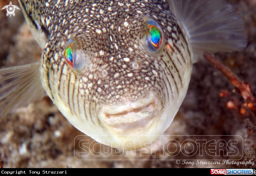A Smooth Toadfish