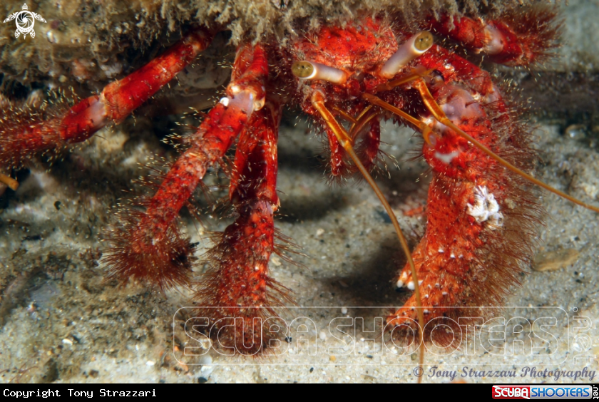 Hairy red hermit crab