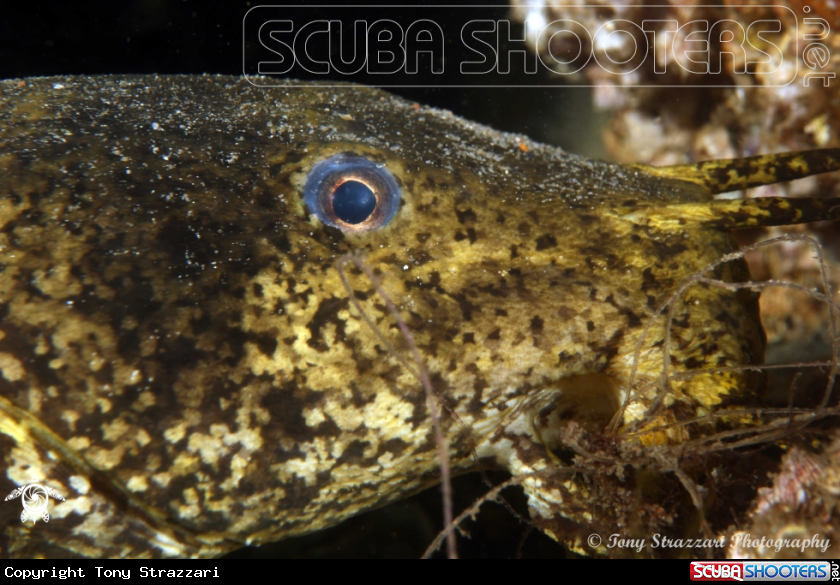 Estuarine catfish