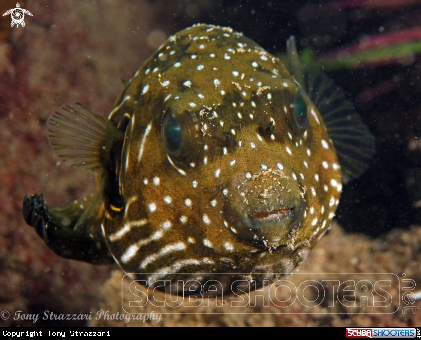 A Stars and stripes pufferfish