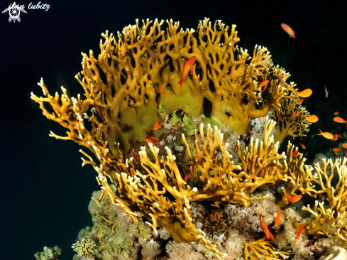 A Millepora dichotoma | fire  corals 