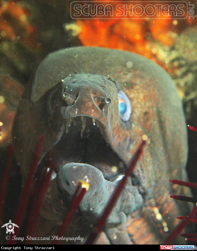 Saw-toothed moray