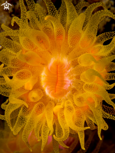 A Cup Coral