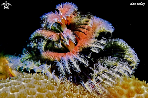 A Spirobranchus giganteus | sea worm