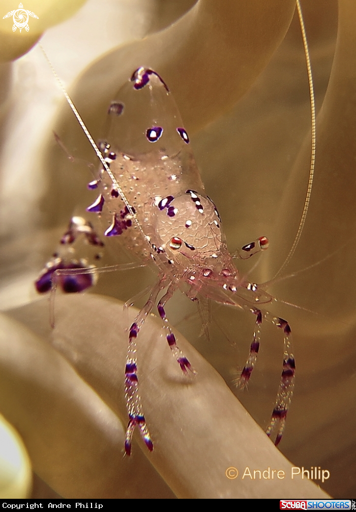 Anemone Shrimp | Foto von Andre Philip