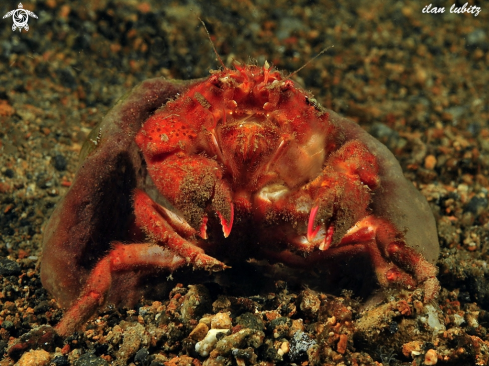 A Dromia sp. | sponge crab