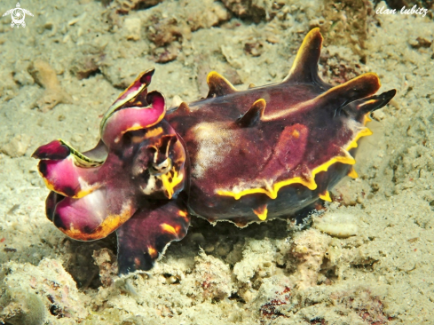 A Metasepia pfefferi | cuttlefish