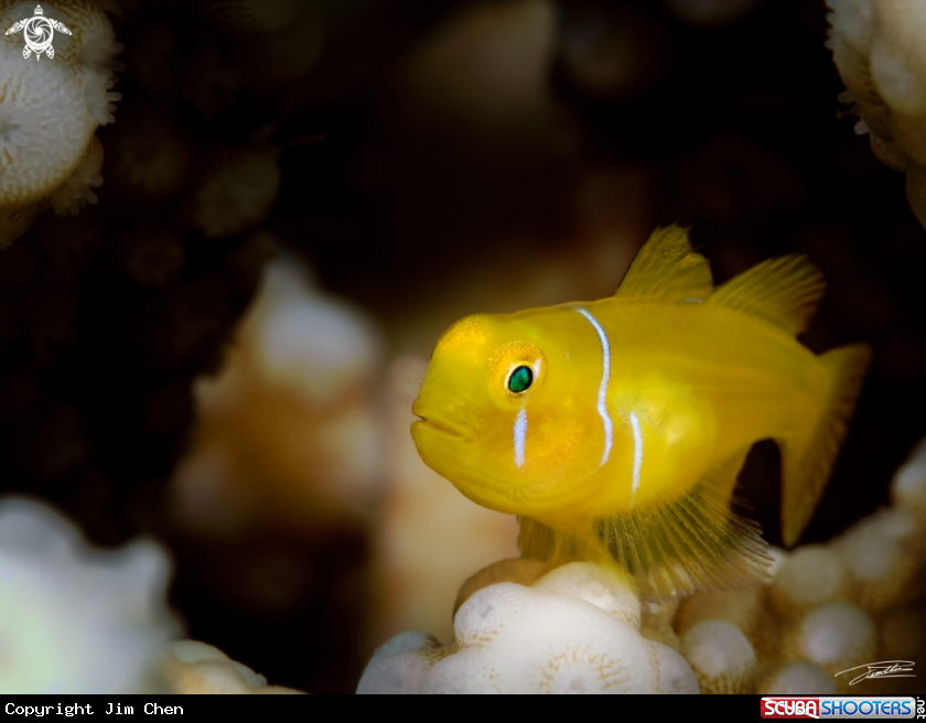 Poison Goby