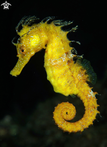 A Hippocampus guttulatus | 