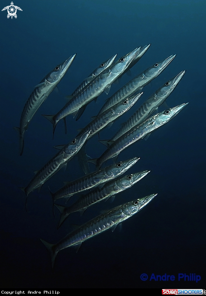 Close encounter with a group of barracudas