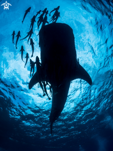 A Whale Shark