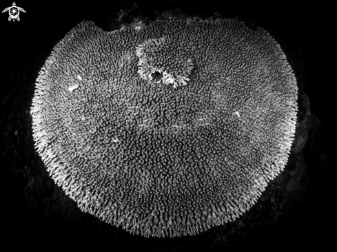 A Acropora sp | Coral