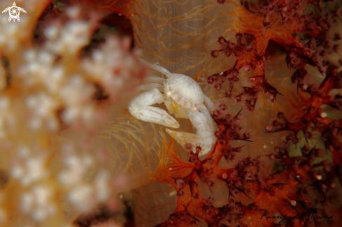 A Porcellanella triloba ? | Porcelain crab