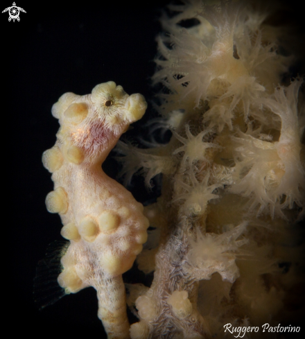 A Hippocampus bargibanti | Pigmy seahorse