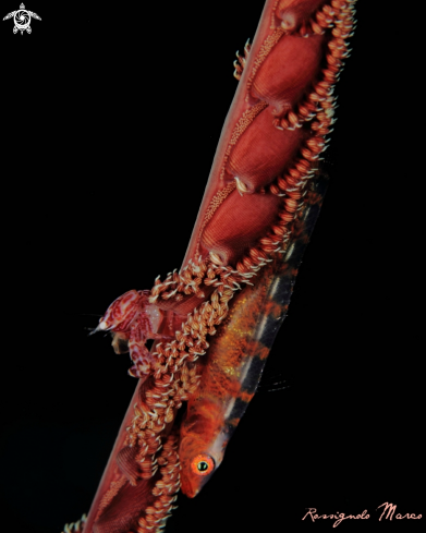 A Porcelain crab & Gorgonian goby
