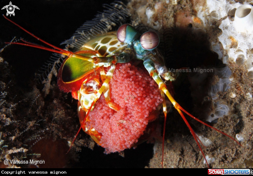 Mantis shrimp with egg