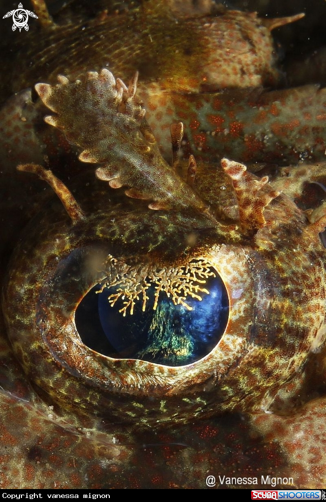 Crocodile fish eye
