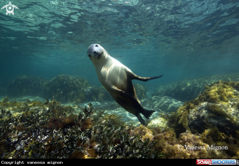 Australian Sea lion
