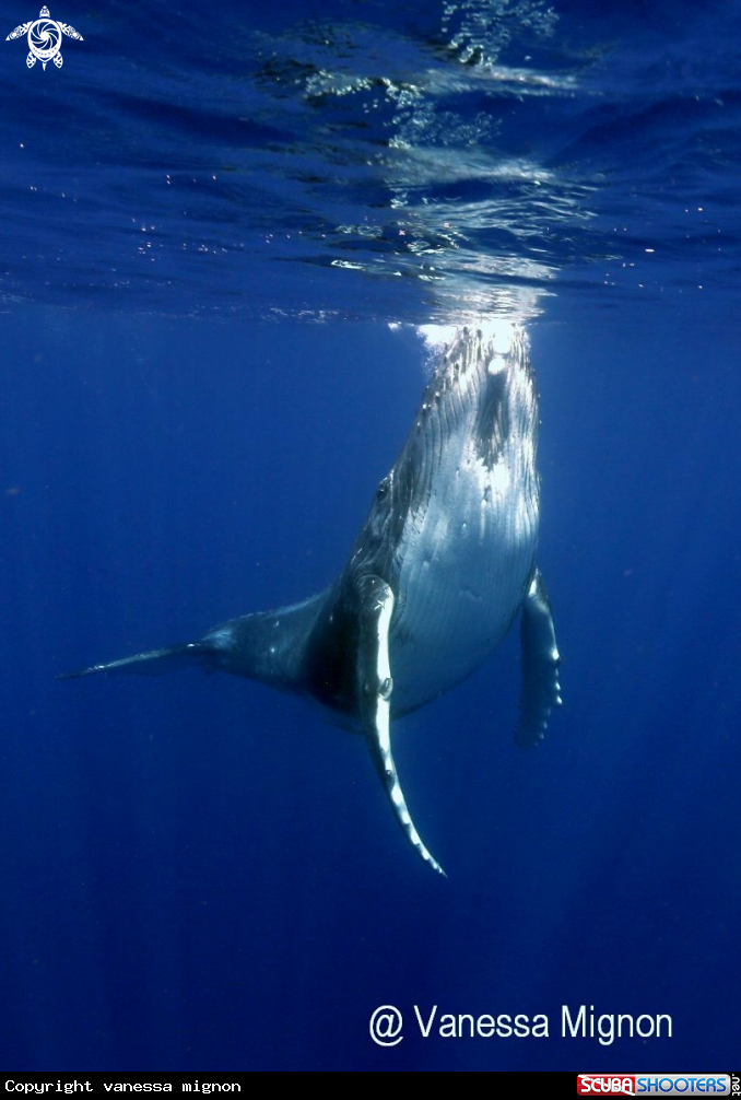 A Humpback whale
