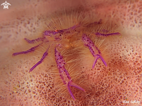 A Lauriea siagian |  Pink squat lobster 